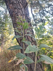 Verbesina sphaerocephala