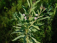 Solanum glaucophyllum