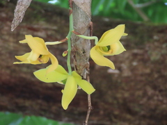 Cycnoches