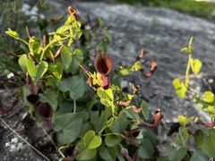 Aristolochia baetica