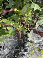 Aristolochia baetica
