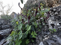 Aristolochia baetica