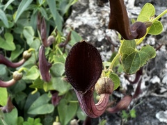 Aristolochia baetica