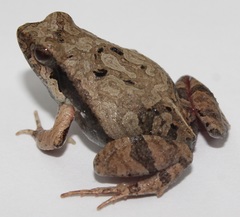 Physalaemus fischeri