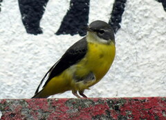 Motacilla cinerea patriciae