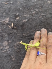 Stagmatoptera