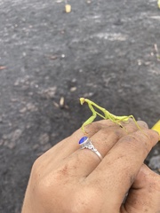 Stagmatoptera
