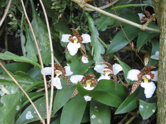 Rhynchostele rossii