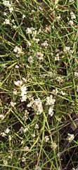 Alternanthera filifolia