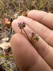 Polygala nuttallii