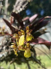Leochilus