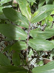 Dichorisandra thyrsiflora