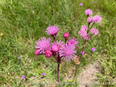 Campuloclinium macrocephalum
