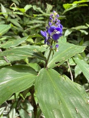 Dichorisandra thyrsiflora