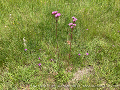Campuloclinium macrocephalum