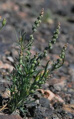 Oligomeris linifolia