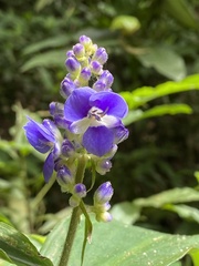 Dichorisandra thyrsiflora