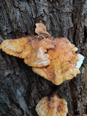 Laetiporus sulphureus