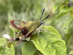 Hemaris fuciformis