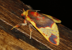 Symphlebia