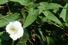 Calystegia sepium