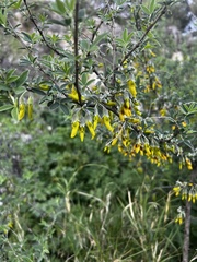 Anagyris foetida