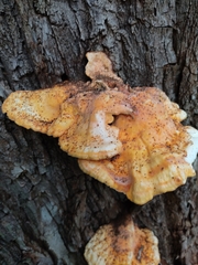 Laetiporus sulphureus