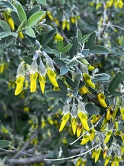 Anagyris foetida