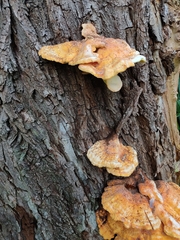 Laetiporus sulphureus