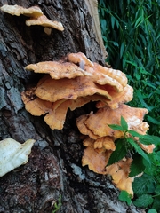 Laetiporus sulphureus