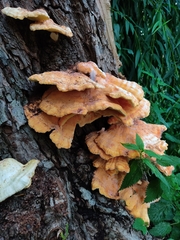 Laetiporus sulphureus