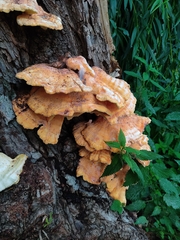 Laetiporus sulphureus