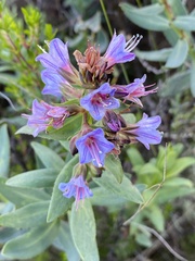 Lobostemon glaucophyllus