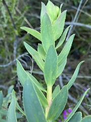 Lobostemon glaucophyllus