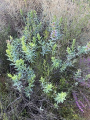 Lobostemon glaucophyllus
