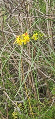 Parkinsonia aculeata