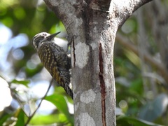 Dryobates spilogaster