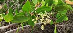 Laguncularia racemosa