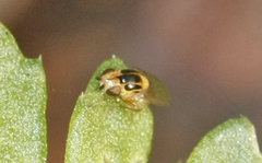 Chloropinae
