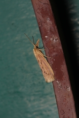 Ematheudes punctella