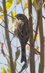 Emberiza citrinella × leucocephalos