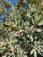 Quercus oblongifolia