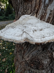 Fomes fomentarius