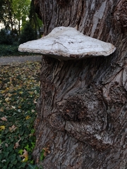 Fomes fomentarius