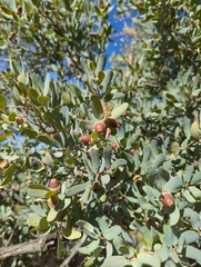 Quercus oblongifolia