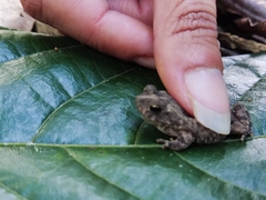 Rhinella granulosa