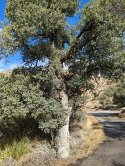 Quercus oblongifolia