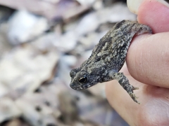 Rhinella granulosa