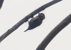 Picumnus albosquamatus