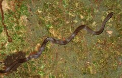 Boaedon fuliginosus